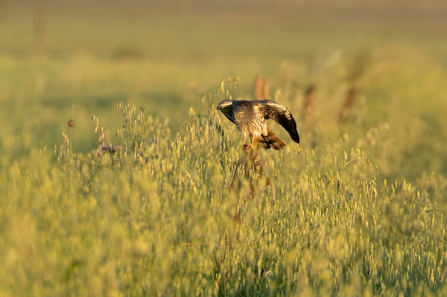 Aguilucho cenizo macho adulto dentro de su territorio de cría con las primeras luces de la mañana