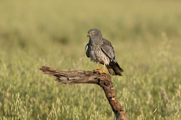 Aguilucho cenizo macho adulto dentro de su territorio de cría con las primeras luces de la mañana