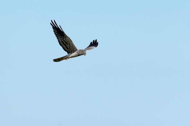 Aguilucho cenizo macho adulto volando en su territorio de cría con las primeras luces de un día de primavera