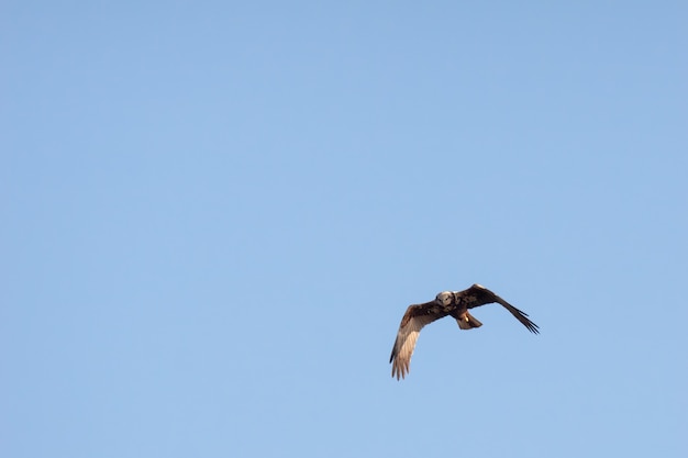 Aguilucho lagunero (Circus aeruginosus) cazando en Elmley Marshes en una tarde de invierno