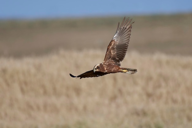 Aguilucho lagunero occidental Circus aeruginosus