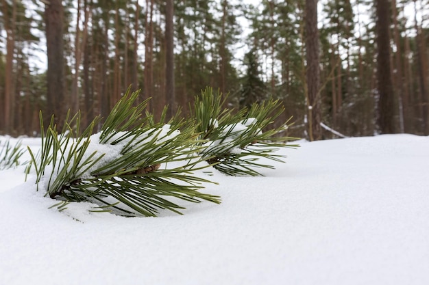 Aguja de árbol verde en la nieve blanca en el bosque con árboles marrones