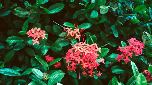 Foto aguja roja flowerking ixora blooming ixora chinensis rubiaceae flor ixora flor