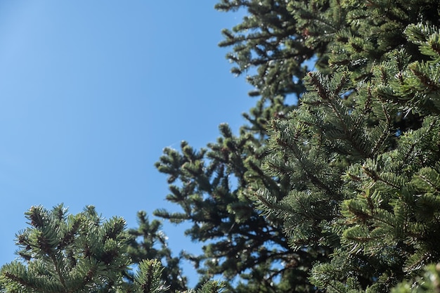 Agujas de abeto cerca de fondo de cielo azul