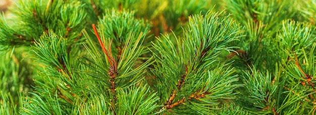 Agujas de arbusto de pino piñonero japonés Pinus pumila planta medicinal natural para la medicina tradicional