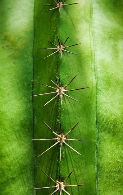 Agujas de cactus afiladas como textura