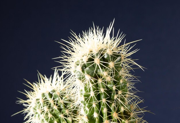 Agujas de Echinocactus en los rayos de luz de fondo de cerca