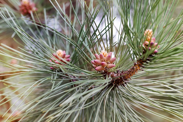 Agujas jovenes y un topetón en una ramita del pino en primavera.