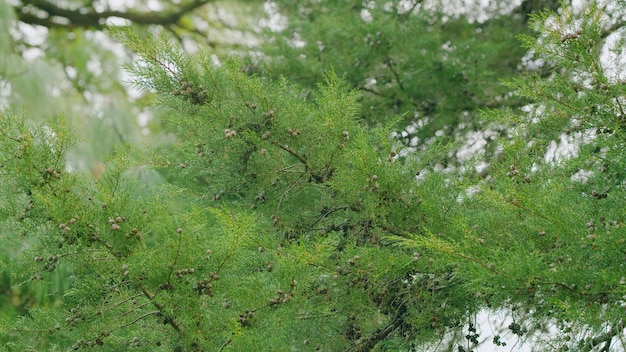 Agujas largas pino blanco chino pino de Bután pino azul agujas suaves pino concepto de naturaleza