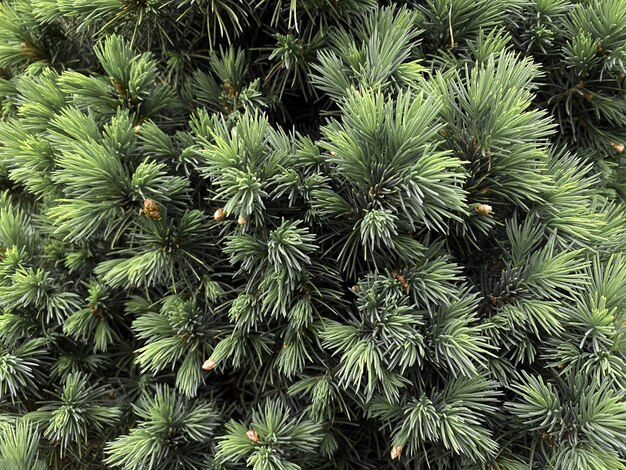 Agujas de pino árbol verde fondo horizontal