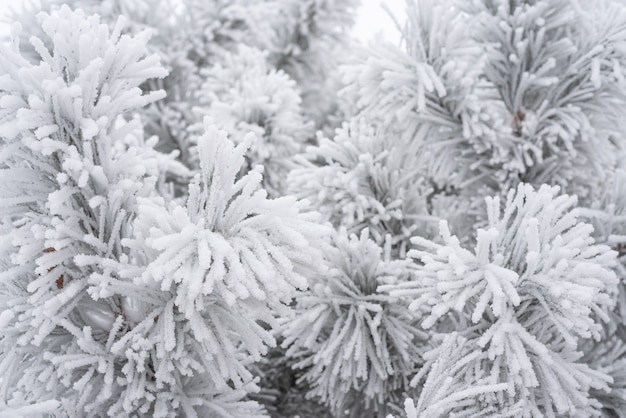 Agujas de pino de coníferas cubiertas de nieve esponjosa. Macro