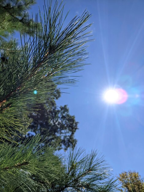 Las agujas de pino iluminadas por el sol y la perspectiva del cielo azul