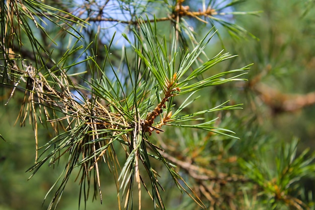 agujas de pino