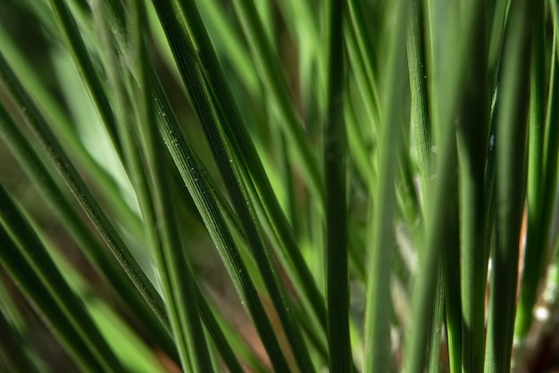 Agujas verdes de un abeto de pino closeup uno a uno fondo borroso de enfoque suave