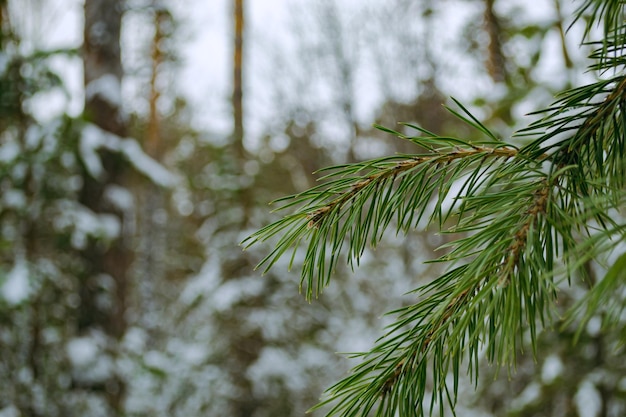Agujas verdes de un primer plano de rama de pino en un bosque de invierno