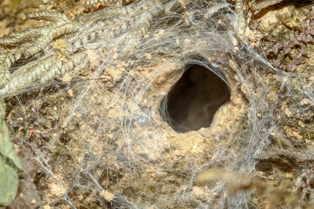 Agujero de la araña en el suelo en el bosque