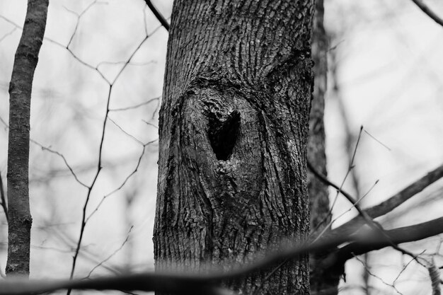 Un agujero en un árbol en el bosque contra el cielo