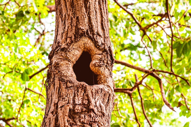 El agujero en la casa del árbol para un pequeño animal salvaje Árbol hueco sobre un fondo de hoja verde borroso