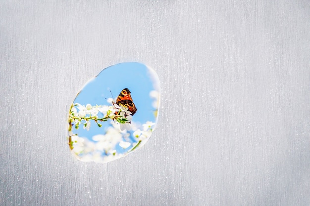 Un agujero en un muro de hormigón gris con flor de primavera y mariposa naranja