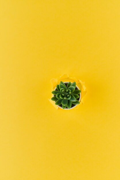 Un agujero rasgado en fondo texturizado amarillo, maceta de cactus, concepto de papel roto con espacio de copia.