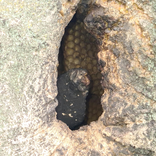 Un agujero en una roca con un bicho dentro