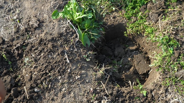 Un agujero en el suelo en medio del campo en primavera