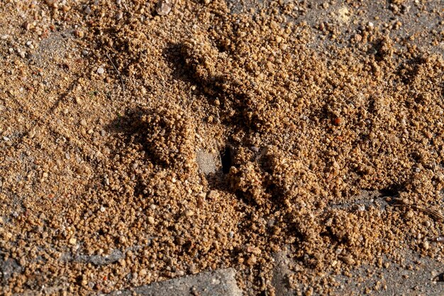 Agujeros excavados por hormigas en la arena entre baldosas de hormigón