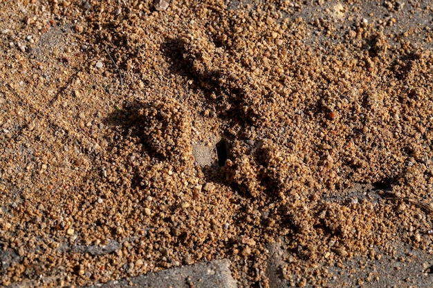 Agujeros excavados por hormigas en la arena entre baldosas de hormigón