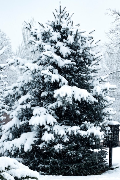 Agulha árvores perenes sob a neve Inverno clima de Natal Precipitação catastrófica e geada