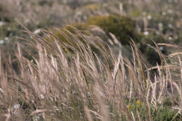 Agulha do Mediterrâneo (Stipa capensis)