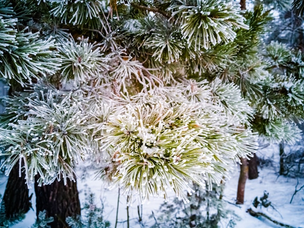 Agulhas verdes em um galho de pinheiro coberto de geada e neve na floresta de coníferas de inverno