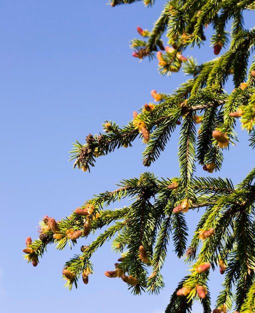 Agulhas verdes nos abetos que florescem na primavera, partes de plantas em climas quentes, na floresta