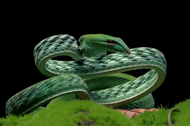 Foto ahaiitulla prasina cobra closeup em fundo preto