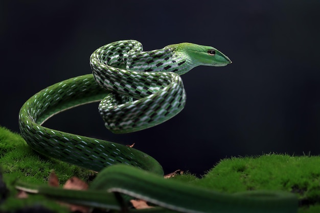 Ahaitulla prasina serpiente primer plano sobre fondo negro animal primer plano Vista frontal de la vid asiática