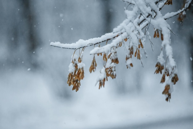 Ahorn, Baum, Ahornschlüssel, Winternahaufnahme