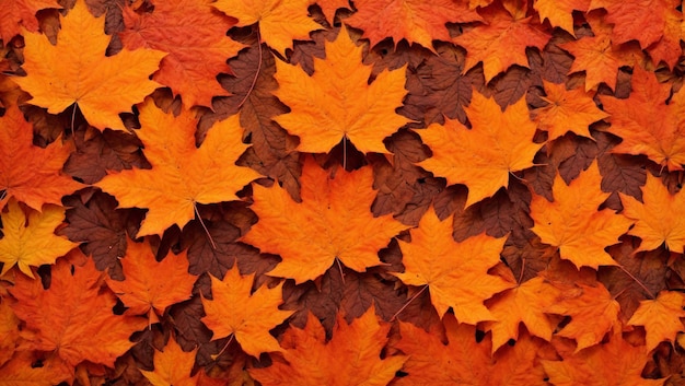 Foto ahorn-border-hintergrund im orangefarbenen herbst