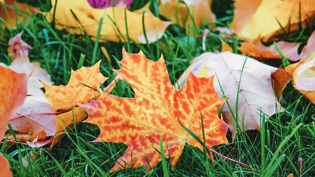 Ahorn Herbstlaub auf grünem Gras, natürlicher heller Hintergrund.