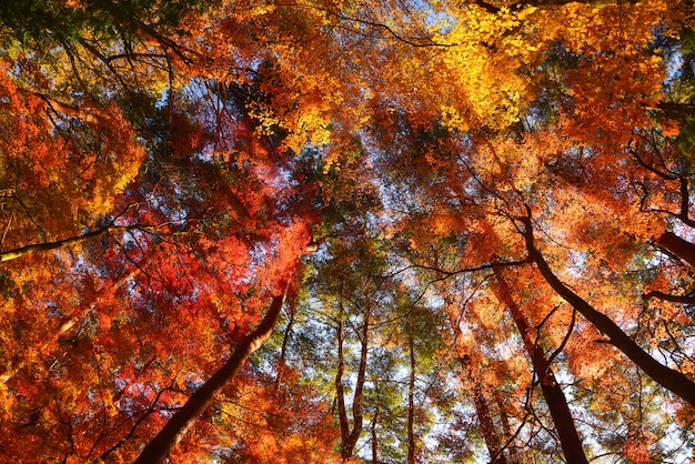 Ahorn Hintergrund Herbst Saison in Japan