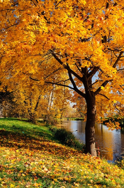 Ahorn mit gelben Blättern. Herbst im Park mit einem Fluss