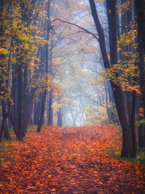 Ahornallee mit gefallenen Blättern durch einen mystischen Wald. Fabelhafte neblige Herbstlandschaft. Vertikale Ansicht.