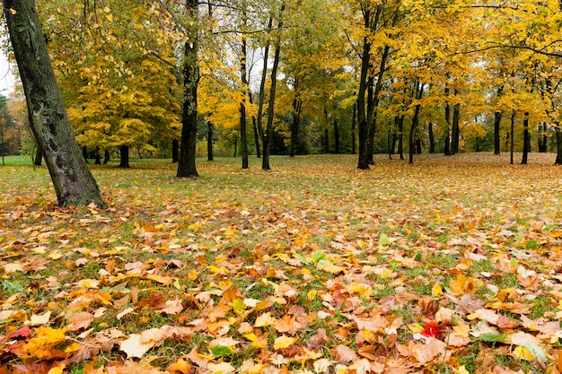 Ahornbäume verfärben sich im Herbst mit gelben Blättern. Lage im Park und bewölkt