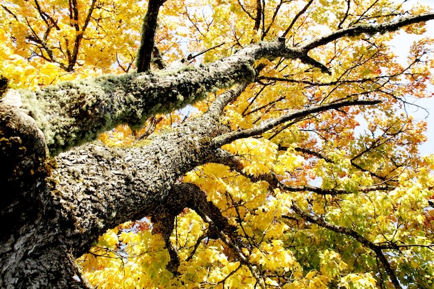 Ahornbaum mit roten und gelben Blättern an einem sonnigen Herbsttag in Lettland