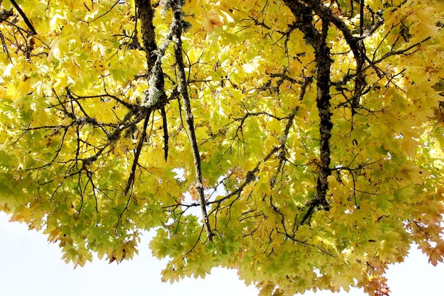 Ahornbaum mit roten und gelben Blättern an einem sonnigen Herbsttag in Lettland