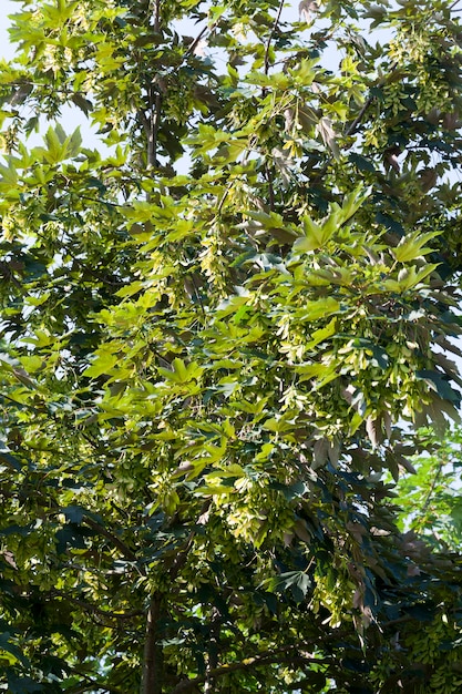 Ahornbaum wächst in der Natur, Ahorn im Sommer mit Laub an den Ästen