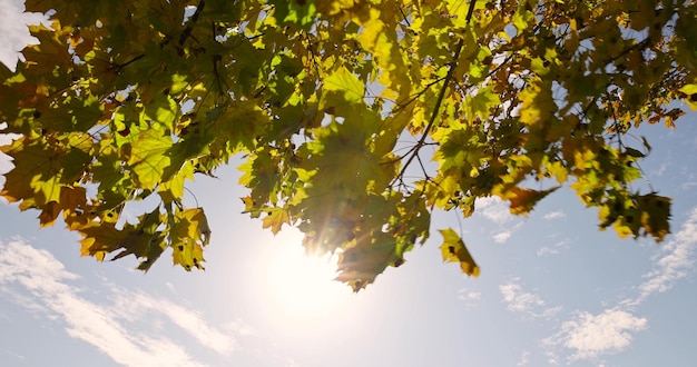 Ahornbaum während der Herbstzeit, bevor das Laub fällt