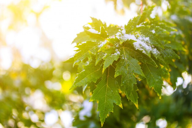 Ahornbaumast mit Grün verlässt im Schnee in den Strahlen des aufgehende Sonne