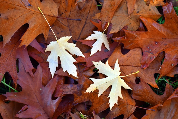 Ahornblätter (Acer saccharinum) auf gefallenem Eichenlaub auf dem Boden