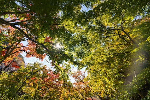 Ahornblätter ändern ihre Farbe Von grün zu gelb, bis es im Park rot wird Die Stadt Kyoto Japan hat ein Licht durch die Sonne durch den Schatten