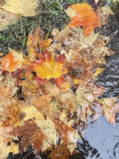 Ahornblätter auf dem Wasser