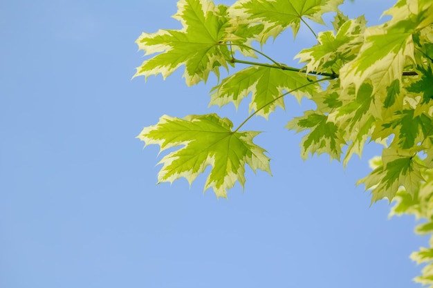Ahornblätter auf einem Hintergrund des blauen Himmels Herbarium
